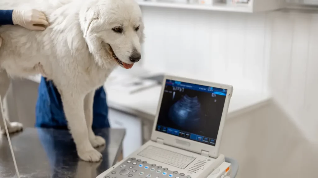 El programa de gestión para veterinarios permite asociar compras a animales