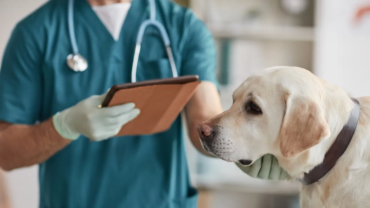 Aún no se pueden deducir los gastos veterinarios en la Renta